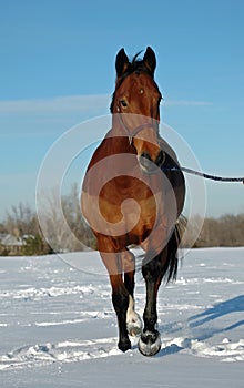 Horse trotting in snow