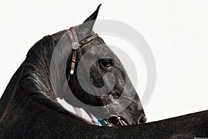 Horse turn head portrait