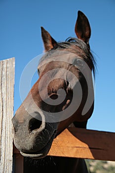 Horse turned head over the fence on blue sky background