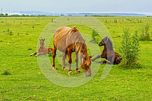 Horse with two foals on a meadow