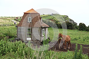 Horse in Udo Island in Jeju, Korea, Udo Island was named because it resembles a lying cow