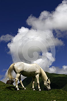 Horse under blue sky
