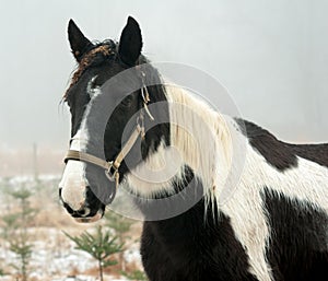 Horse Unkept photo