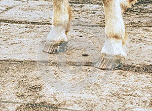 Horse unshod hoof. Horse live on meadow could be without barefoot