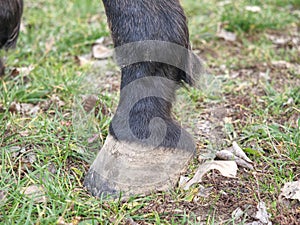 Horse unshod hoof. Horse live on meadow could be without barefoot