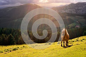 Horse in Urkiola mountains