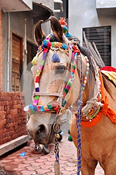 The horse used for travelling purpose