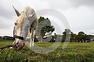 Horse in UTM Equine Park