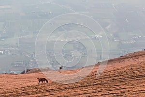 Horse and valley