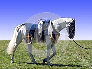 Horse with Vaulting Saddle