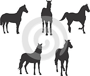 Horse Vector design clipart