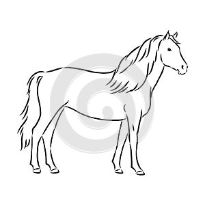 Horse vector illustration - black and white outline. beautiful horse, horse icon, vector sketch illustration, the horse is