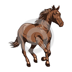 Horse Vector Illustration. Horse racing. Drawing horse in color