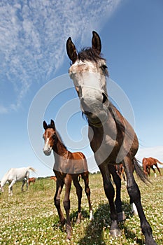 Horse very interested