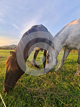 Horse Village bayern nature relax