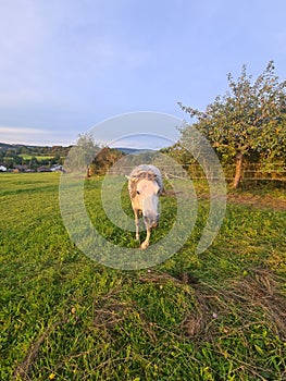 Horse Village bayern nature relax