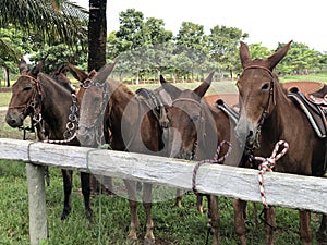 Horse vision of herd on grass pasture system