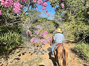 Horse vision of herd on grass pasture system