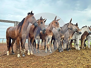 Horse vision of herd on grass pasture system