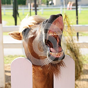 Horse are waiting with open mouth to eat