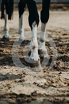 Horse on a walk kicks a hoof. Close-up