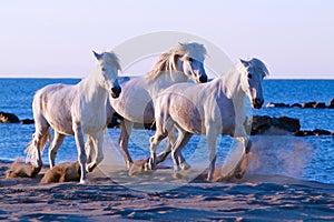 Horse Walk, Three white horses walking on the beach