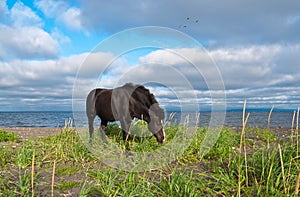 The horse walking around the coastline