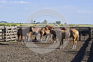 Horse Walking Around Ranch