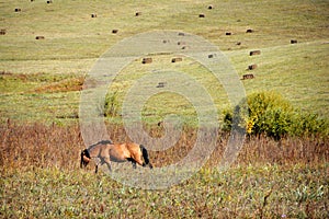 Horse walking in autumn prairie