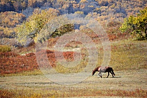 A horse walking in autumn prairie with colorful trees