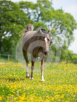 Horse walking in field