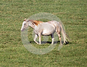 Horse walking through a field in the State of Oklahoma in the United States of America.