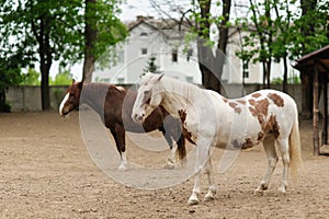 horses outdoors. Full length portait