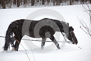 The horse walking on a lunge