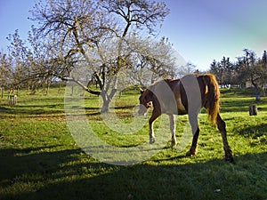 Horse walking on a meadow