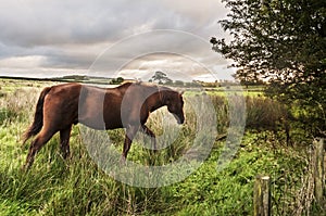 Horse Walking in Morning photo