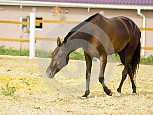 horse walking in the paddock at the background of the house with red roof