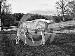 Horse walking on paddock