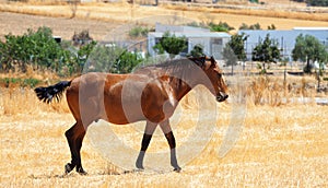 Horse walking through a pasture