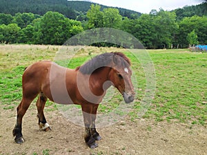 a horse walking a path in Urkiola, a mountain in the Basque Country