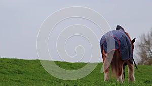 Horse walking peaceful in tranquil scenery with horse owner in idyllic foot path on rainy day with grey sky showing horsemanship a