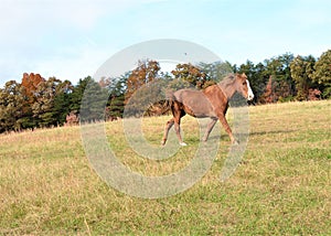 The horse walks briskly across the mountain pasture