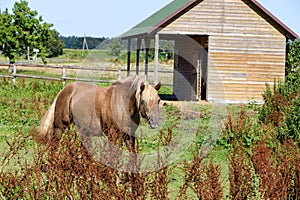 Horse walks in the corral