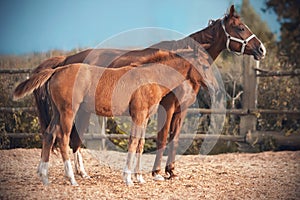 A horse walks with his little colt in the paddock