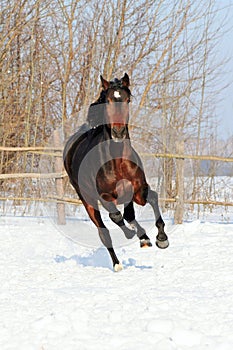 Horse walks winter