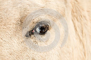 Horse with Wall Eye