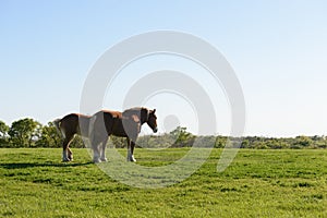 Horse wallking on grass field