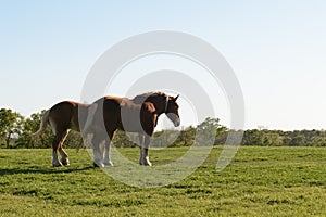 Horse wallking on grass field