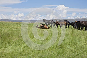 Horse wallowing in green prairie