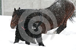 Horse wallows in the snow during a snowfall next to the black dog